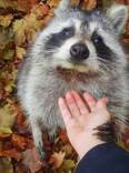 Raccoon Still Comes Back To Visit The Woman Who Saved Him 3 Years Later