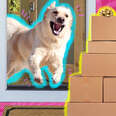excited dog running toward boxes