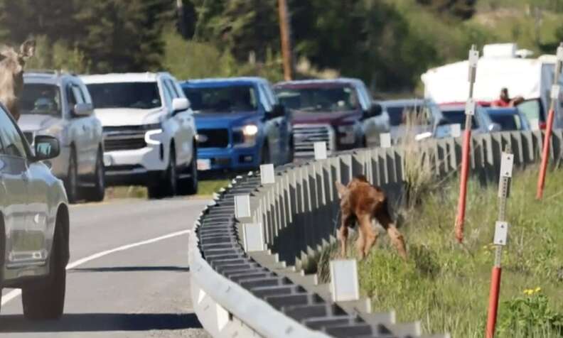 Moose calf rescued from side of highway
