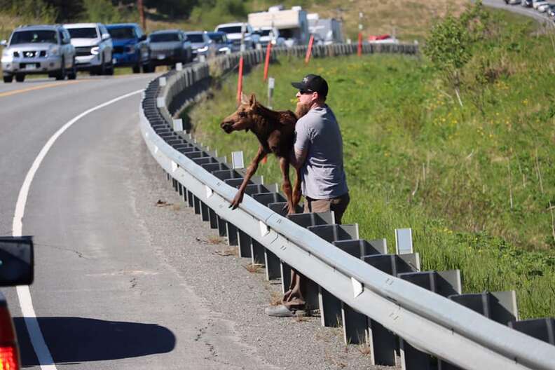 Alaskan man reunites moose calf with mother