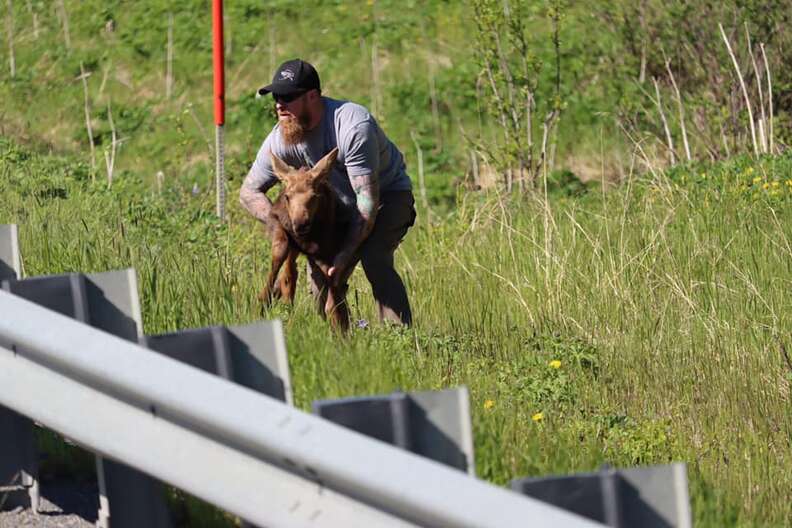 Man picks up moose calf to reunite him with mother