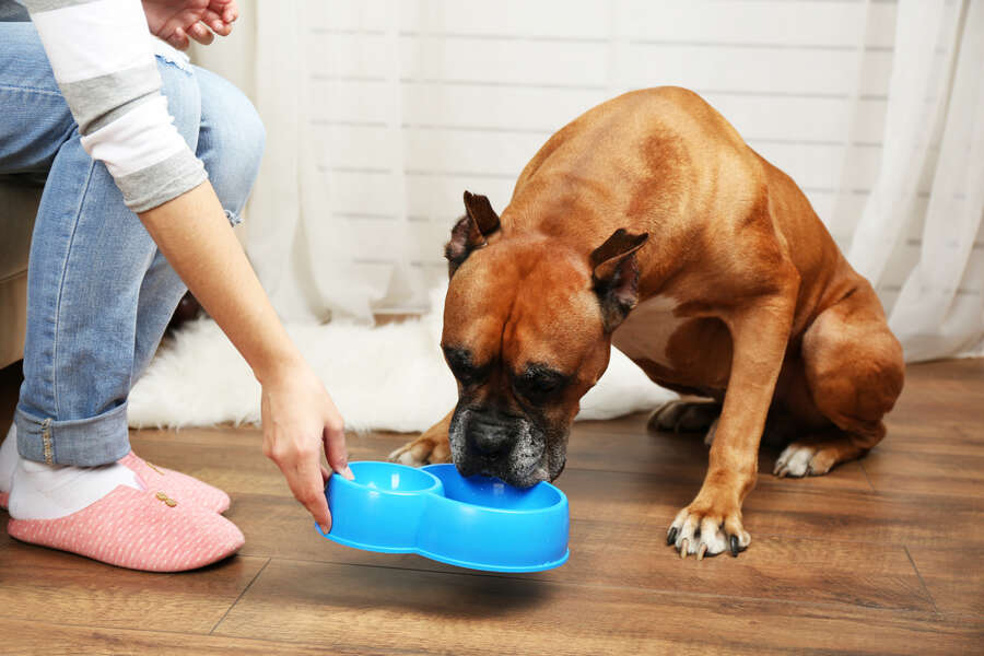 Freshpet Dog Food Recall 2021 What to Know About the Contamination