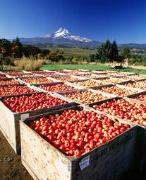 apple farm