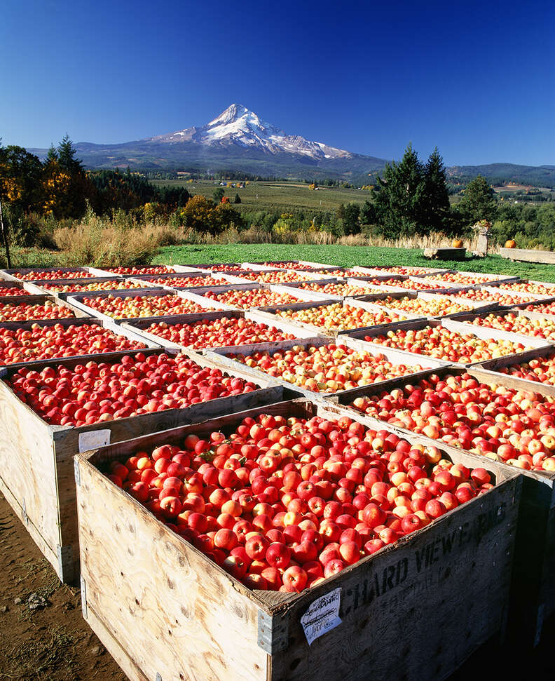 apple farm