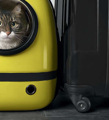 The Best Cat Carriers, According to Veterinarians - DodoWell - The Dodo