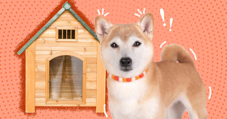 inside luxury dog houses