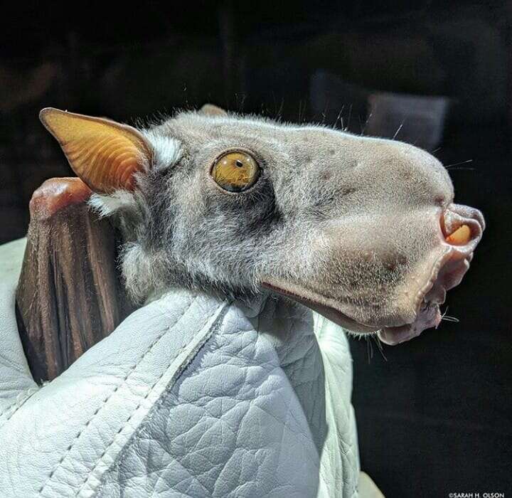 The hammer-headed fruit bat