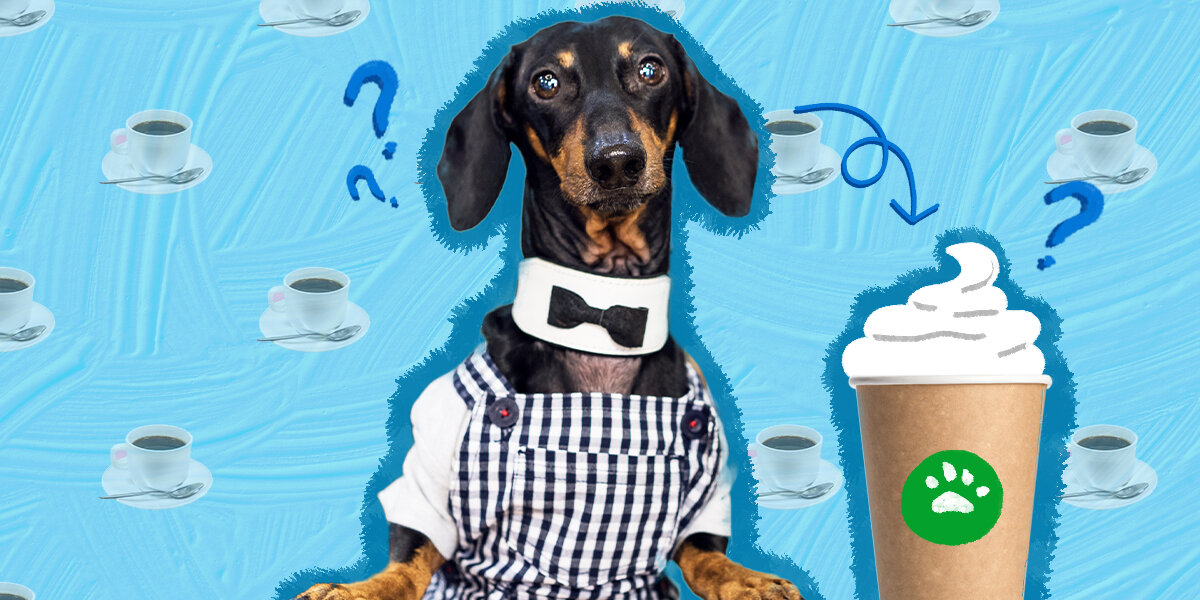 Starbucks top dog treats