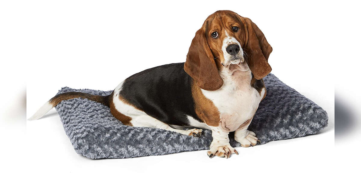 11 Best Amazon Basics Dog Supplies DodoWell The Dodo