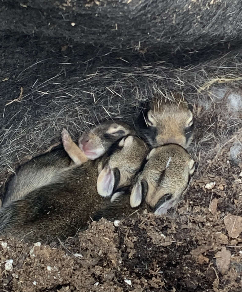 newborn bunnies with fur