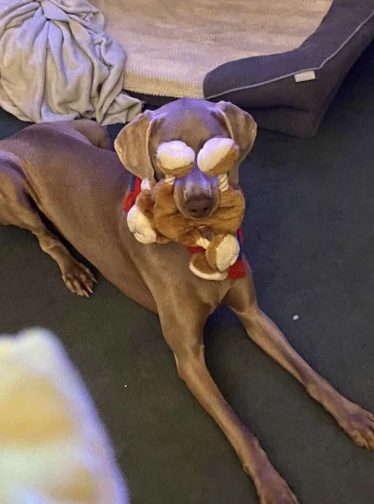 Dog covers his eyes with toy