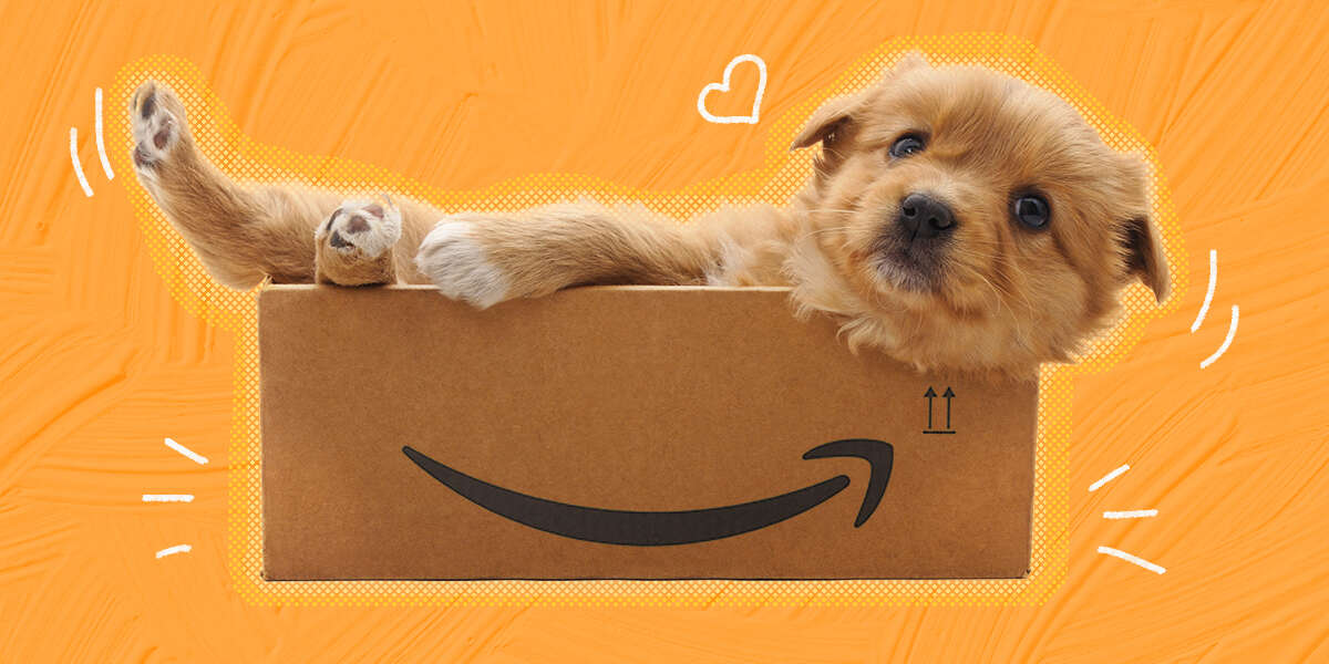 Best Dog Bed Deals During Amazon Prime Day 2022 - DodoWell - The Dodo