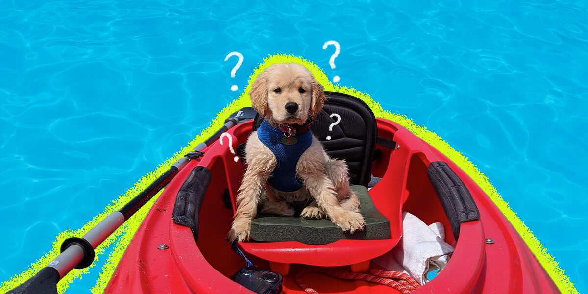 Best dog breeds for hot sale kayaking