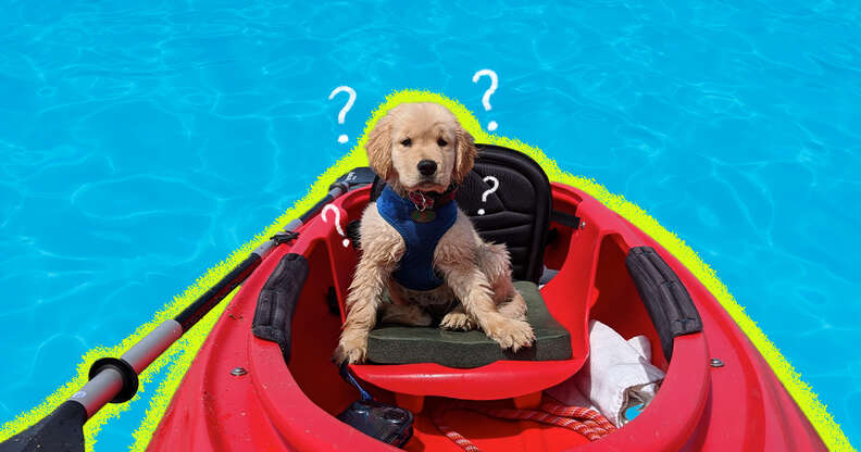 Dog friendly kayak