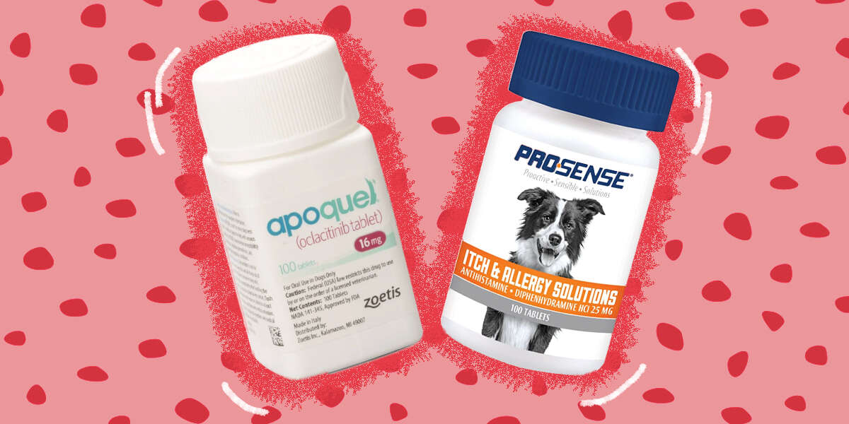 Best Dog Allergy Treatments, According To A Veterinarian DodoWell The Dodo