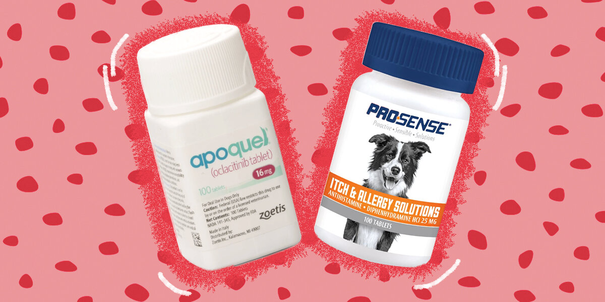 Best Dog Allergy Treatments According To A Veterinarian