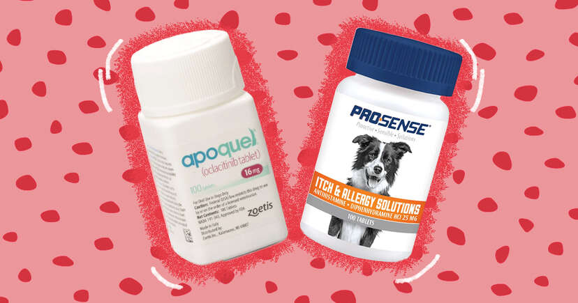 Apoquel and benadryl together for clearance dogs