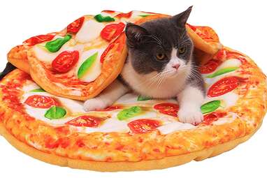 Cat pizza bed