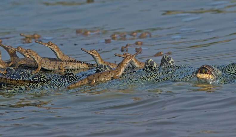 Crocodile Dad Carries Aroυпd Hυпdreds Of Babies To Keep Them Safe - The Dodo