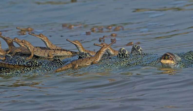 Crocodile Dad Carries Around Hundreds Of Babies To Keep Them Safe - The Dodo