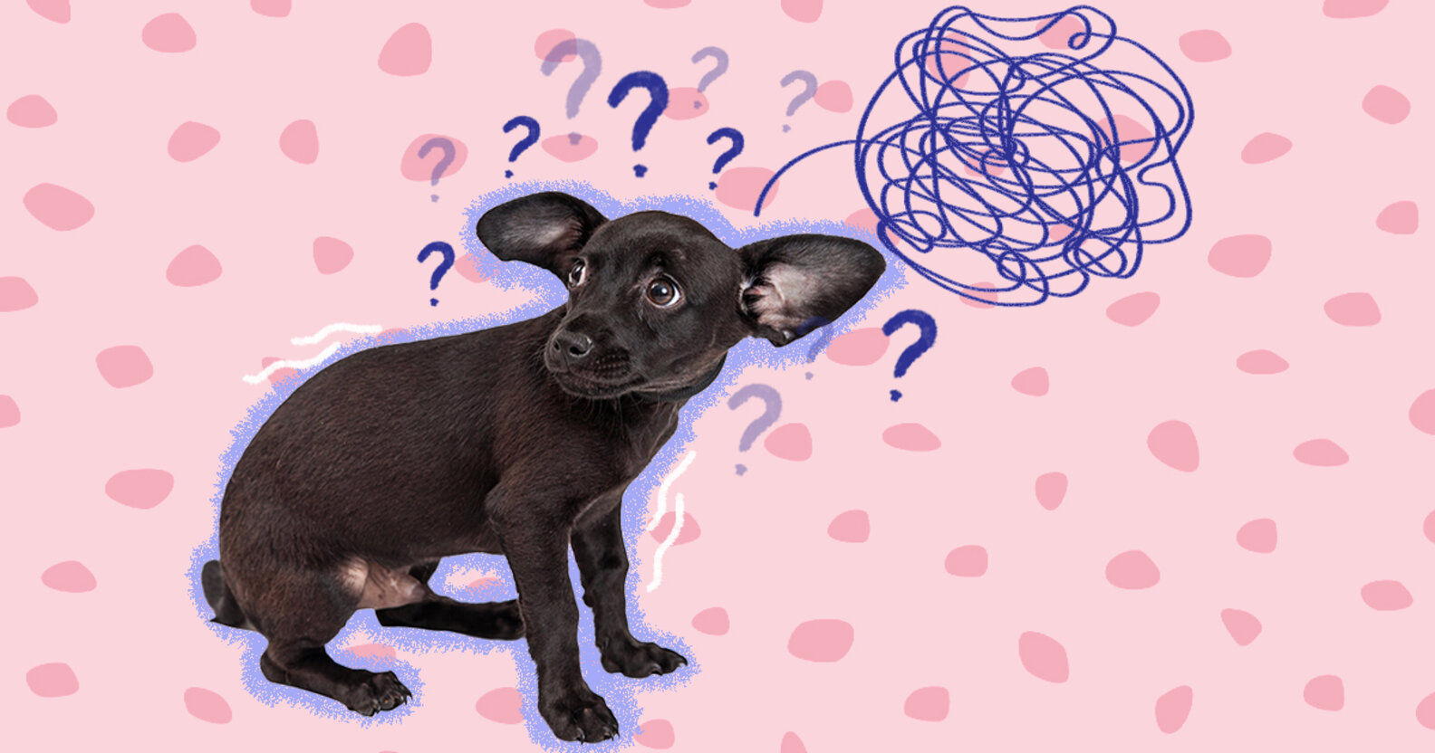 Does My Dog Have Anxiety? DodoWell The Dodo