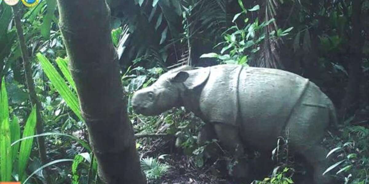 Sighting of Two New Javan Rhinoceros Calves Boosts Hope for Stable