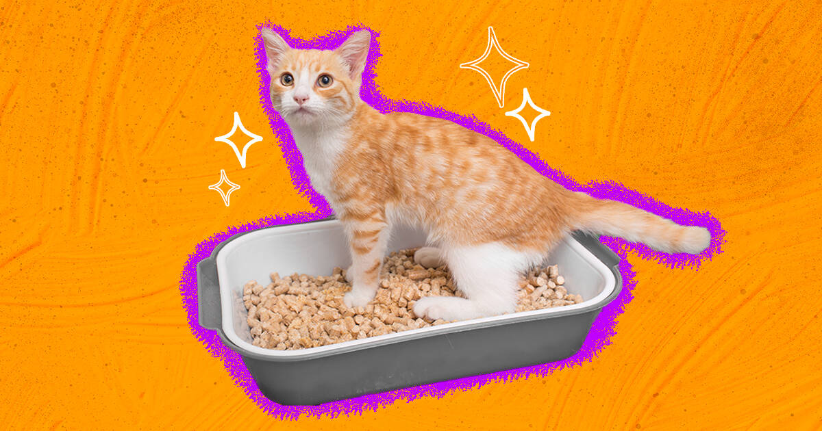 How To Stop Cat Litter Tracking - DodoWell - The Dodo