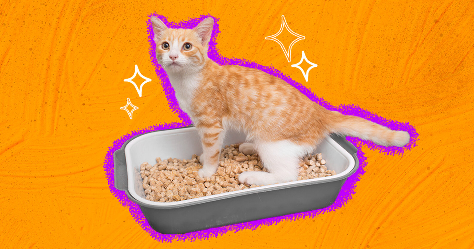 How To Choose The Best Cat Litter For Your Cat DodoWell The Dodo