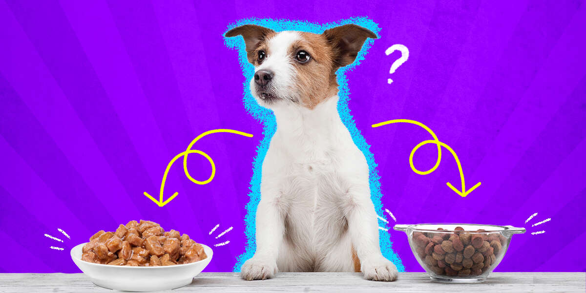 Wet Vs. Dry Dog Food What To Choose DodoWell The Dodo