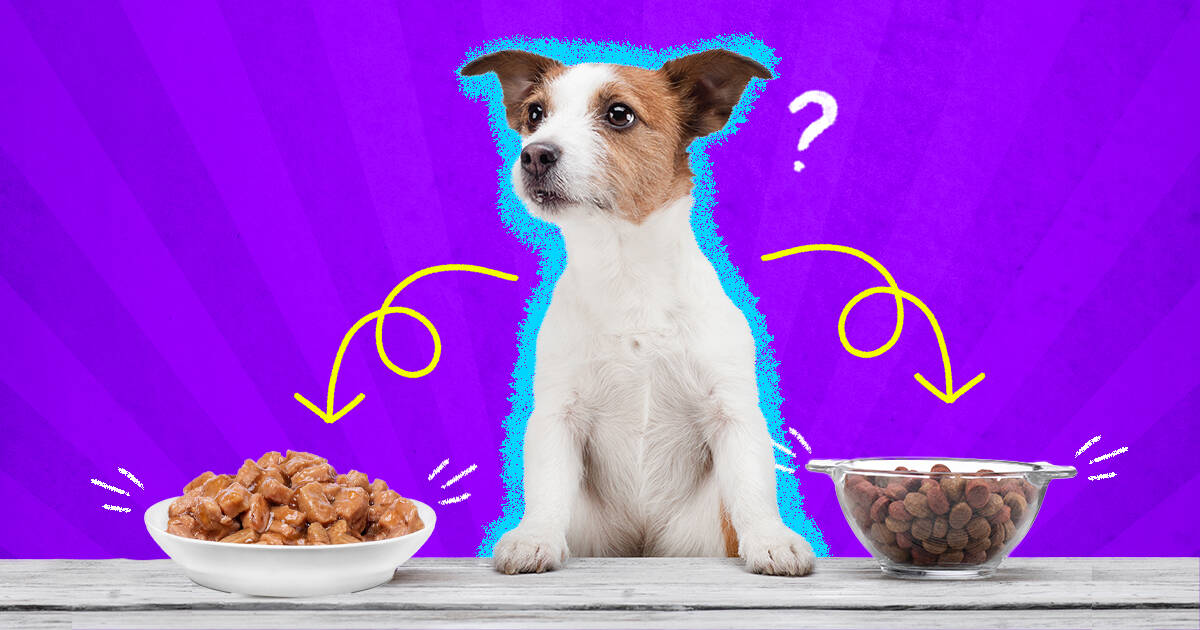 is raw dog food better than dry