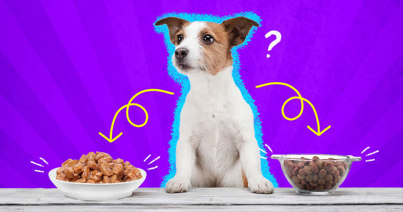 is dry or wet food better for puppies