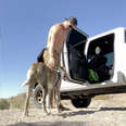 Rescue Dog Wouldn't Jump Into Truck Until His Dad Showed Him How