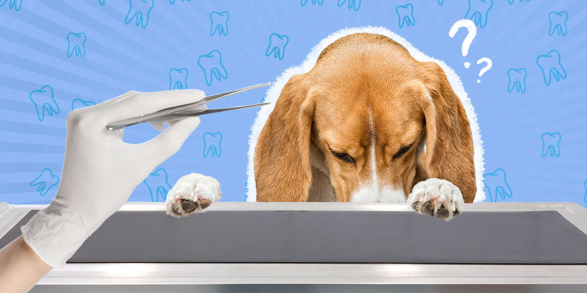 What To Do If Your Dog Needs A Tooth Extraction DodoWell The Dodo