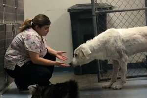 Woman Gains Trust Of A Giant, Feral Dog