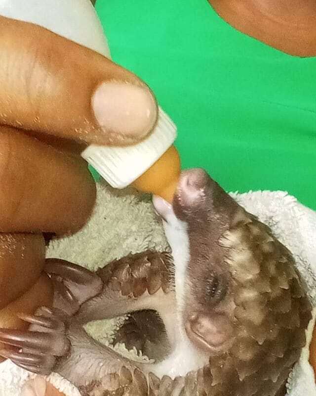 Rescued baby pangolin in Africa