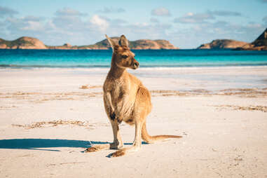 kangaroo