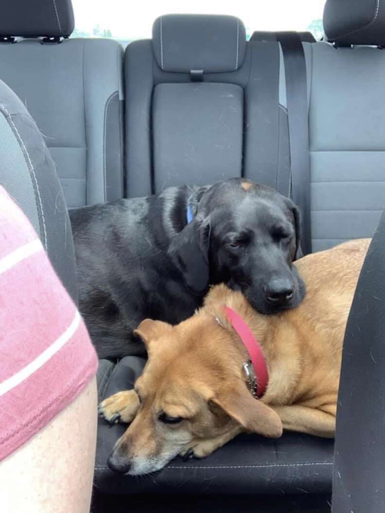 Dog comforts sister in car