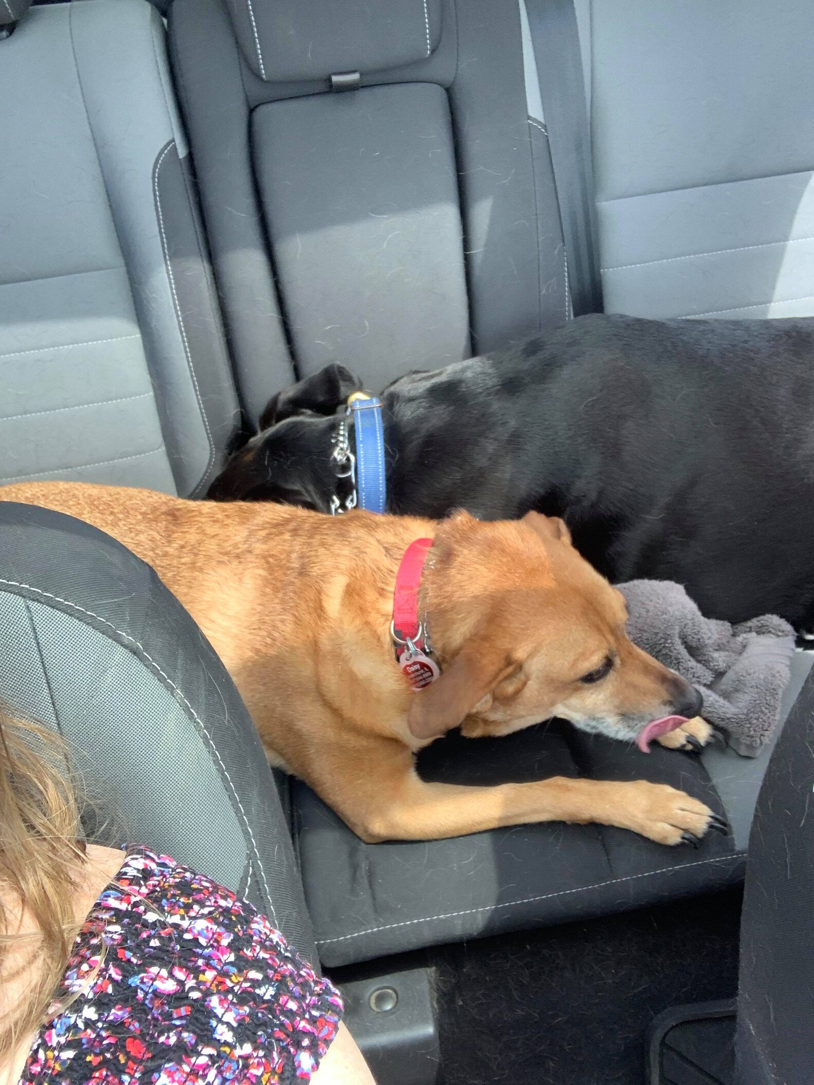 Dog Knows Just How To Help His Anxious Sister When She Gets Carsick