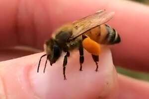 Woman Fills Her Backyard With Rescued Bees