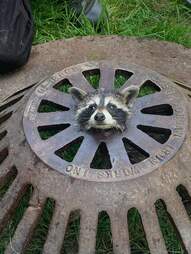 Raccoon stuck in sewer grate