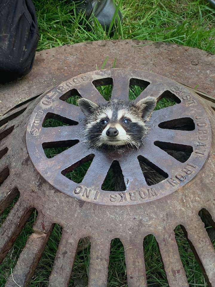 Rescuers Help Raccoon Who Got His Head Stuck In A Sewer Cap The Dodo Rescuers Help Raccoon Who Got His Head Stuck In A Sewer Cap The Dodo