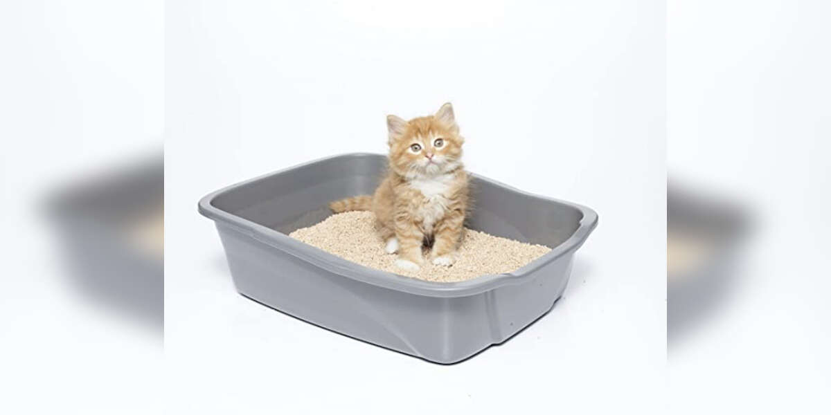 14 Best Amazon Prime Cat Litters DodoWell The Dodo