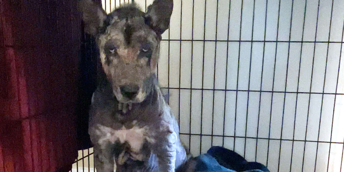 Hairless Husky Who Didn't Want To Be Touched Finally Grows All Her Hair