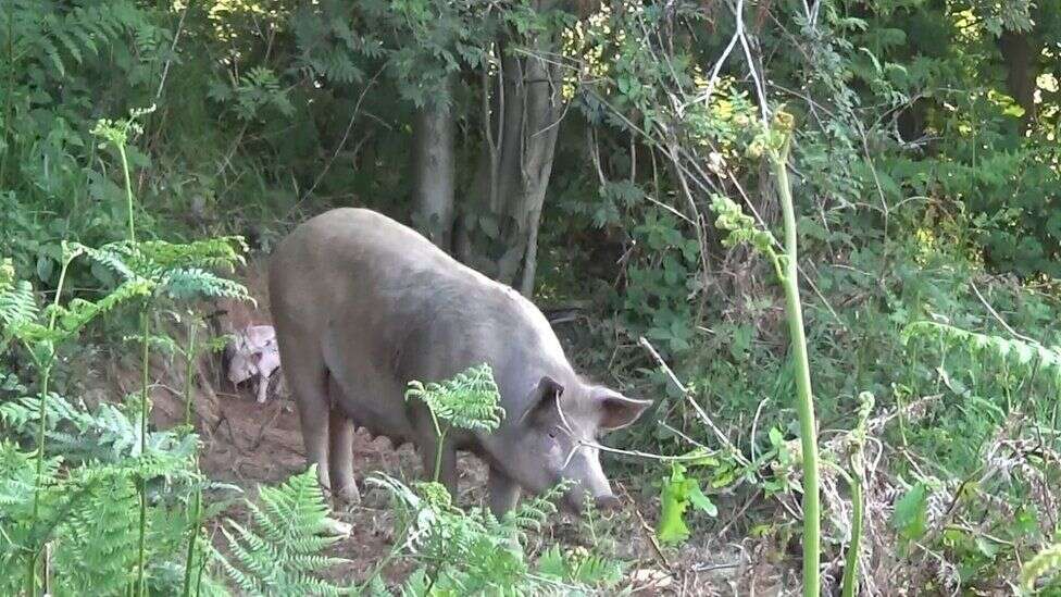 Pig escapes factory farm