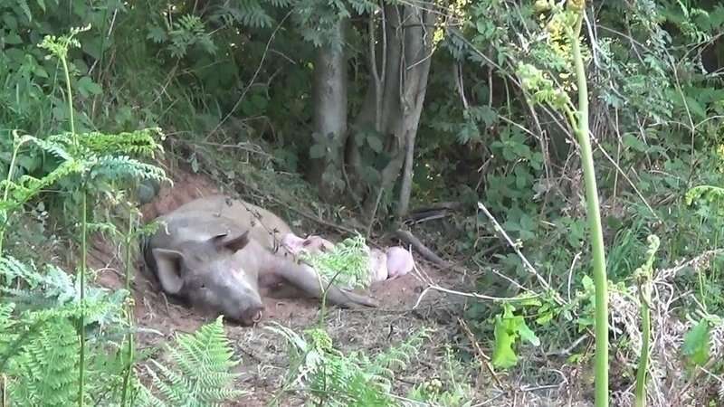 Pregnant pig escapes from farm and has babies in the woods