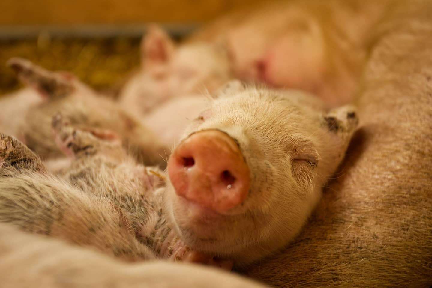 Rescued piglet smiles at sanctuary