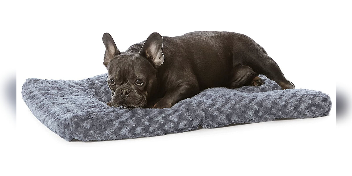 Here's Why Your Dog Digs In Her Bed Before Lying Down - DodoWell - The Dodo