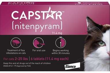 Cheapest flea treatment outlet for cats