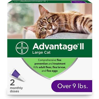 Advantage II for Large Cats