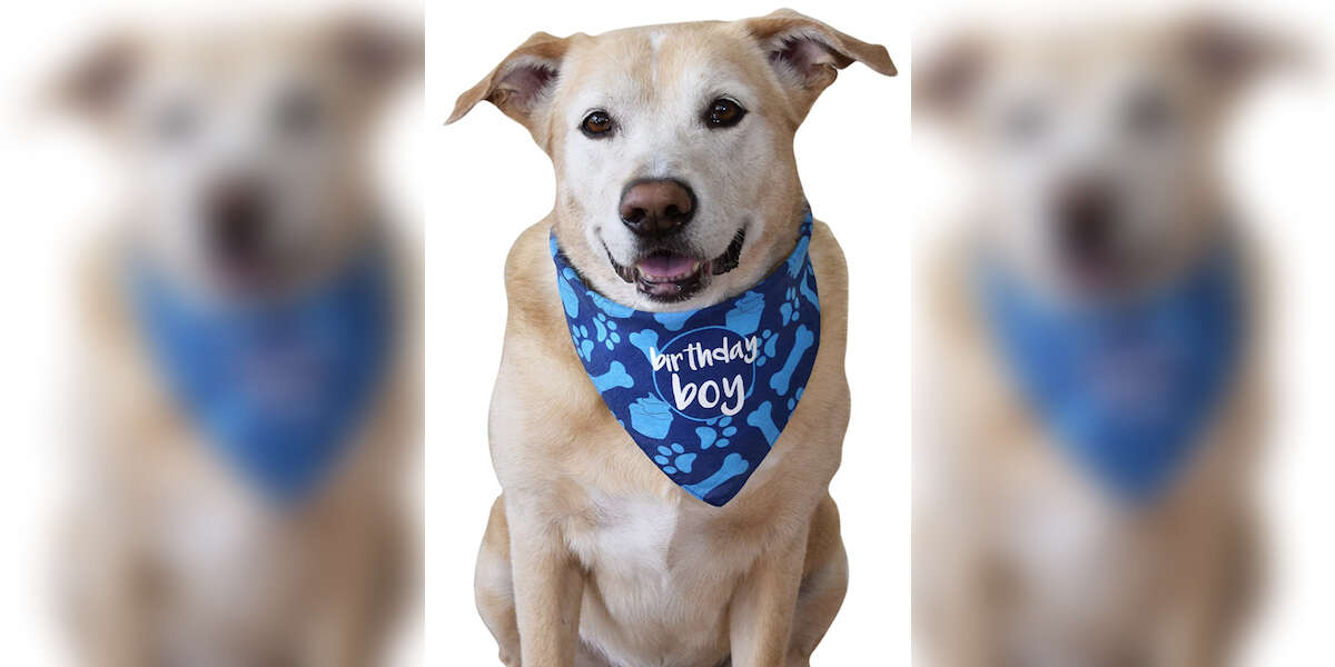 11 Best Dog Birthday Outfits You Can Get Online DodoWell The Dodo